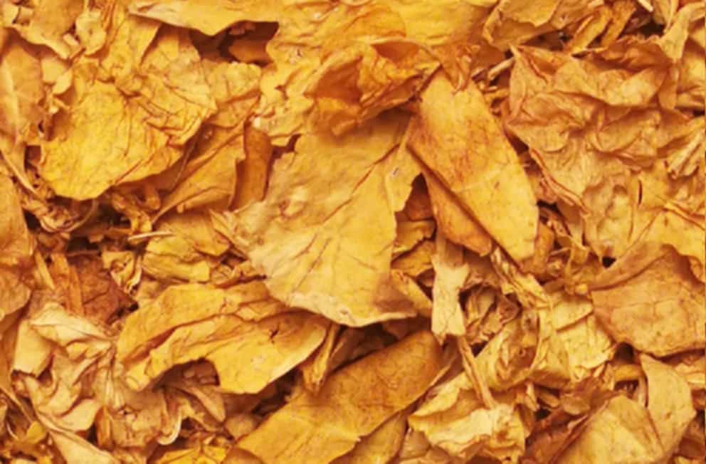 Close-up of tobacco leaves used for blending