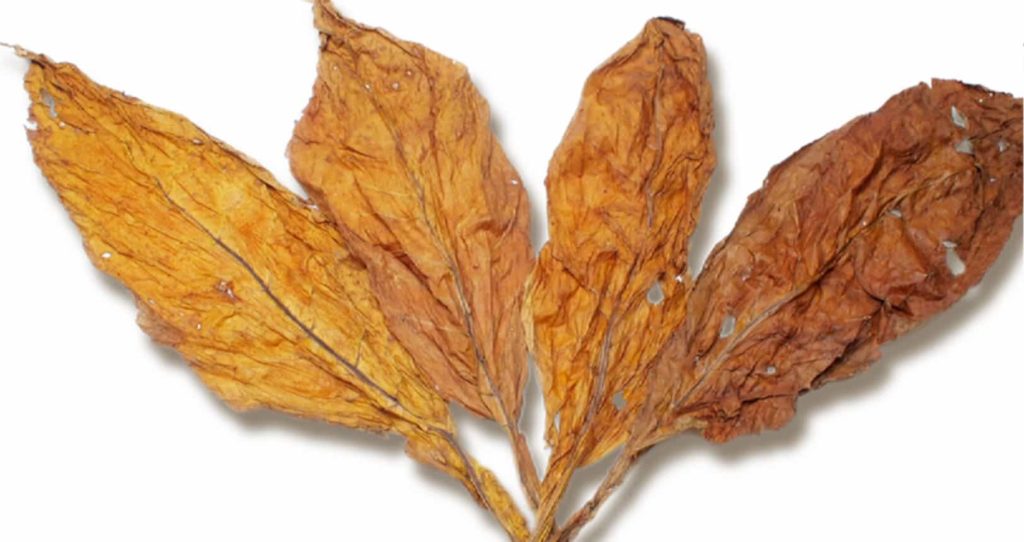 Close-up of tobacco leaves undergoing the heat drying process