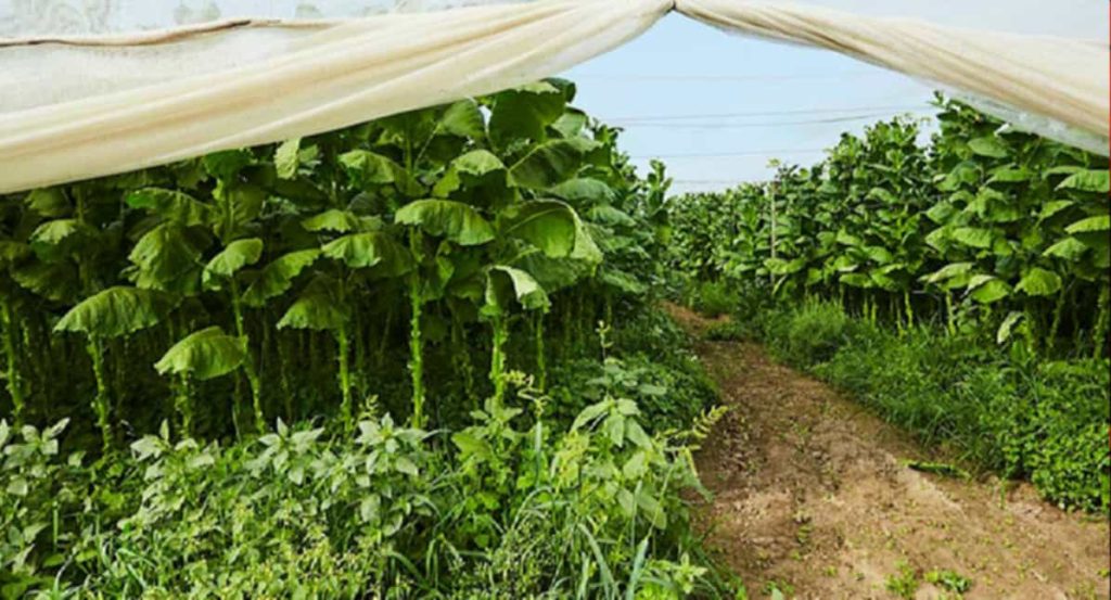 Connecticut Shade tobacco field under cheesecloth tents