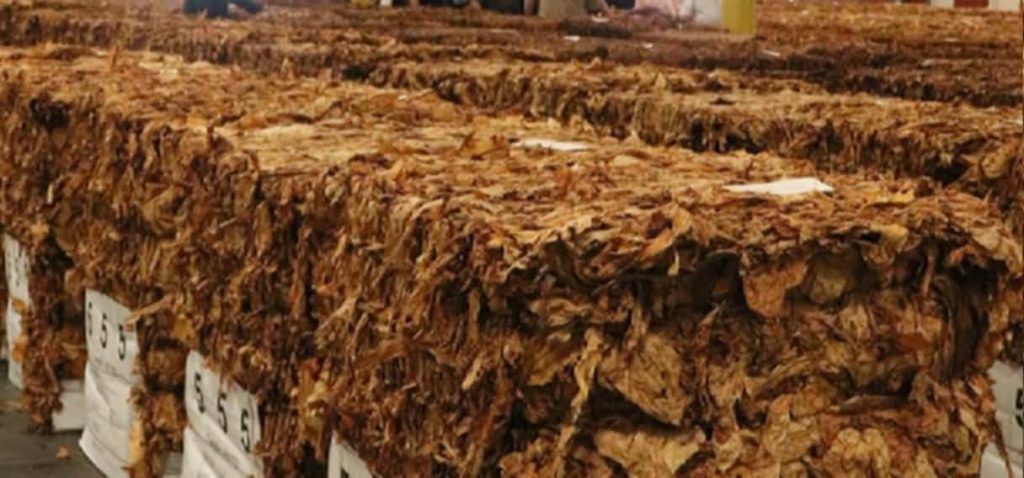 Baled Flue-cured Burley tobacco ready for shipment